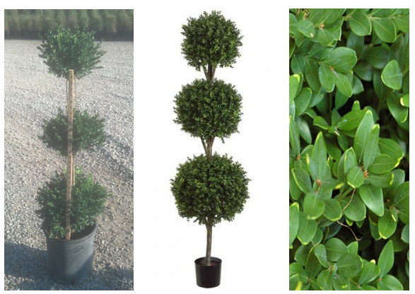 Poodle Boxwood.PNG