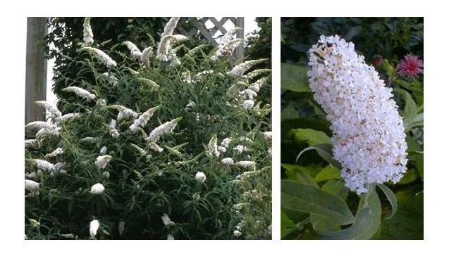 White Profusion Butterfly Bush.JPG
