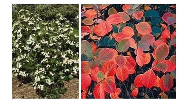 Autumn Magic Chokeberry.JPG