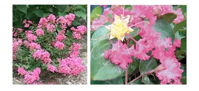 Coral Filli Crapemyrtle.JPG