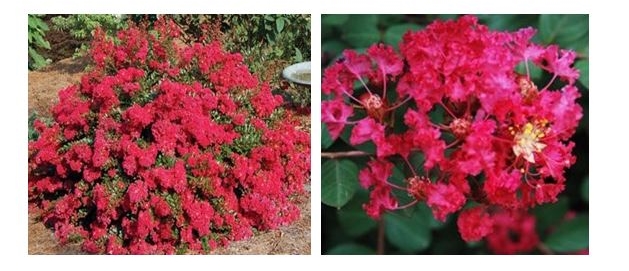 Red Filli Crapemyrtle.JPG