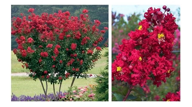 Red Rocket Crapemyrtle.JPG