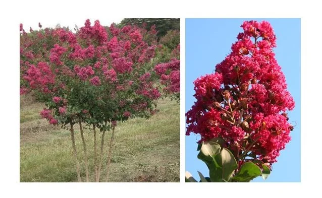 Tonto Crapemyrtle.JPG