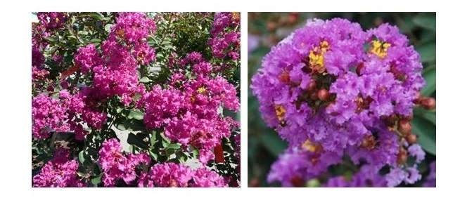 Violet Filli Crapemyrtle.JPG