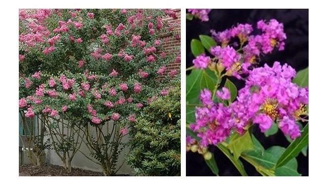 Zuni Crapemyrtle.JPG