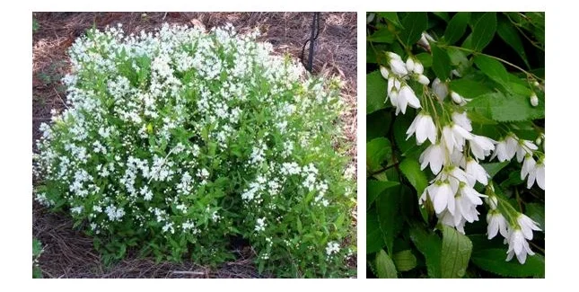 Nikko Slender Deutzia.JPG