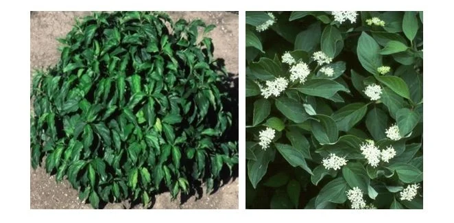 Dwarf Kelsey Dogwood.JPG