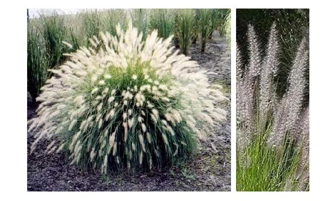 Fountain Grass.JPG