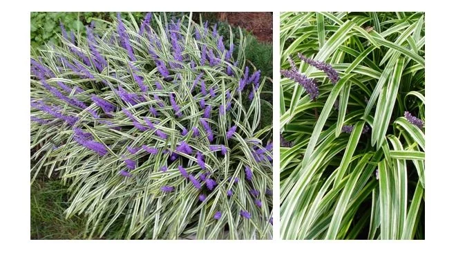 Variegated Liriope Grass.JPG