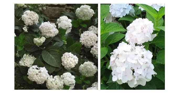 Blushing Bride Hydrangea.JPG