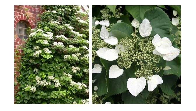 Climbing Hydrangea.JPG