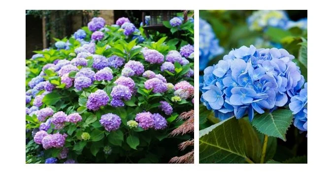 Endless Summer Hydrangea.JPG