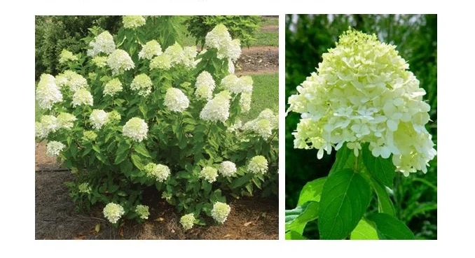 Limelight Hydrangea.JPG