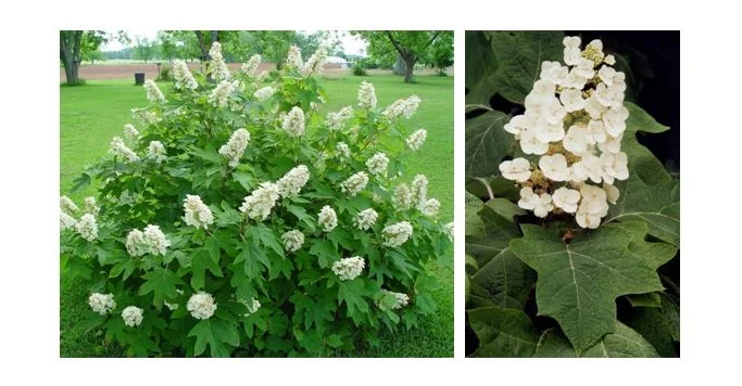 Oakleaf Hydrangea.JPG