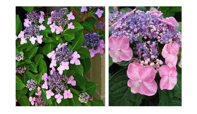 Twist N Shout Hydrangea.JPG