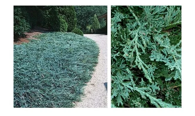 Blue Rug Juniper.JPG