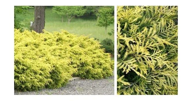 Saybrook Gold Juniper.JPG