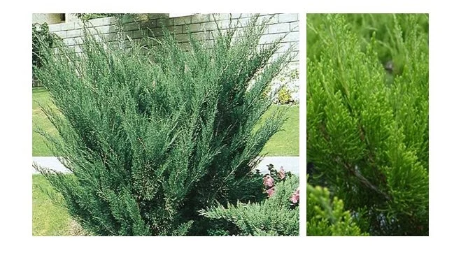 Sea Green Juniper.JPG