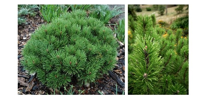 Mugo Pine.JPG