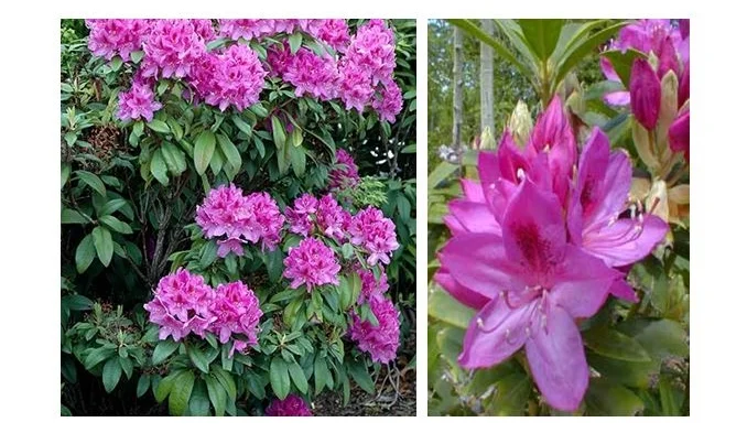 Anah Kruschke Rhododendron  The Garden Kingdom
