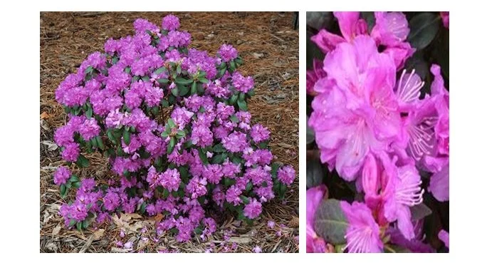 PJM Compacta Rhododendron.JPG
