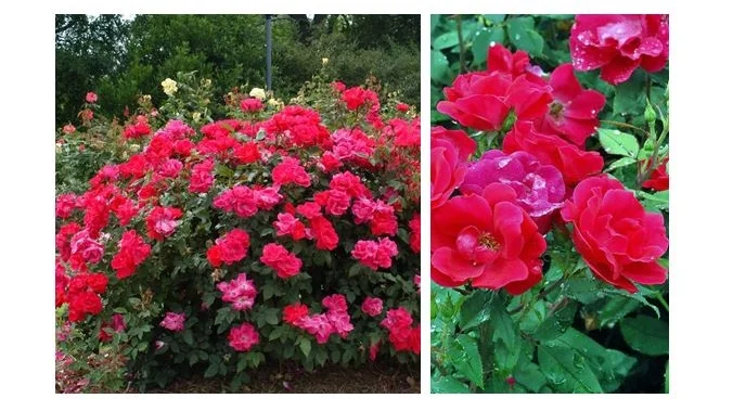 Knockout Rose.JPG