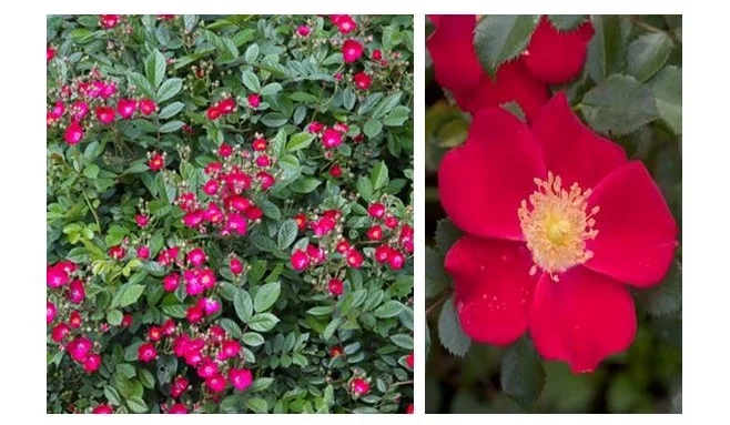 OSO Easy Cherry Pie Rose.JPG