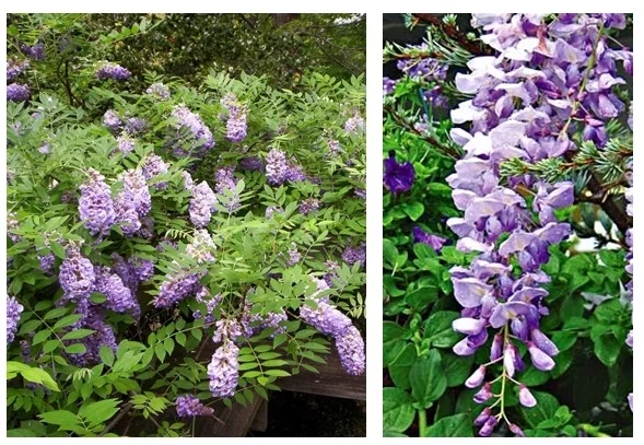 Lavender Fall Wisteria  The Garden Kingdom