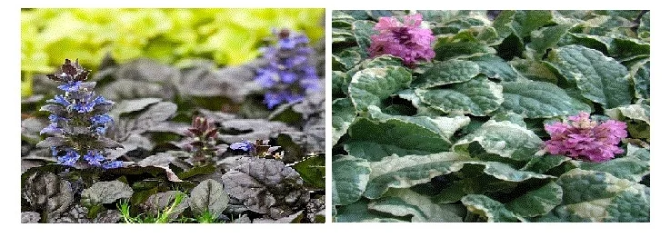 Ajuga .jpg