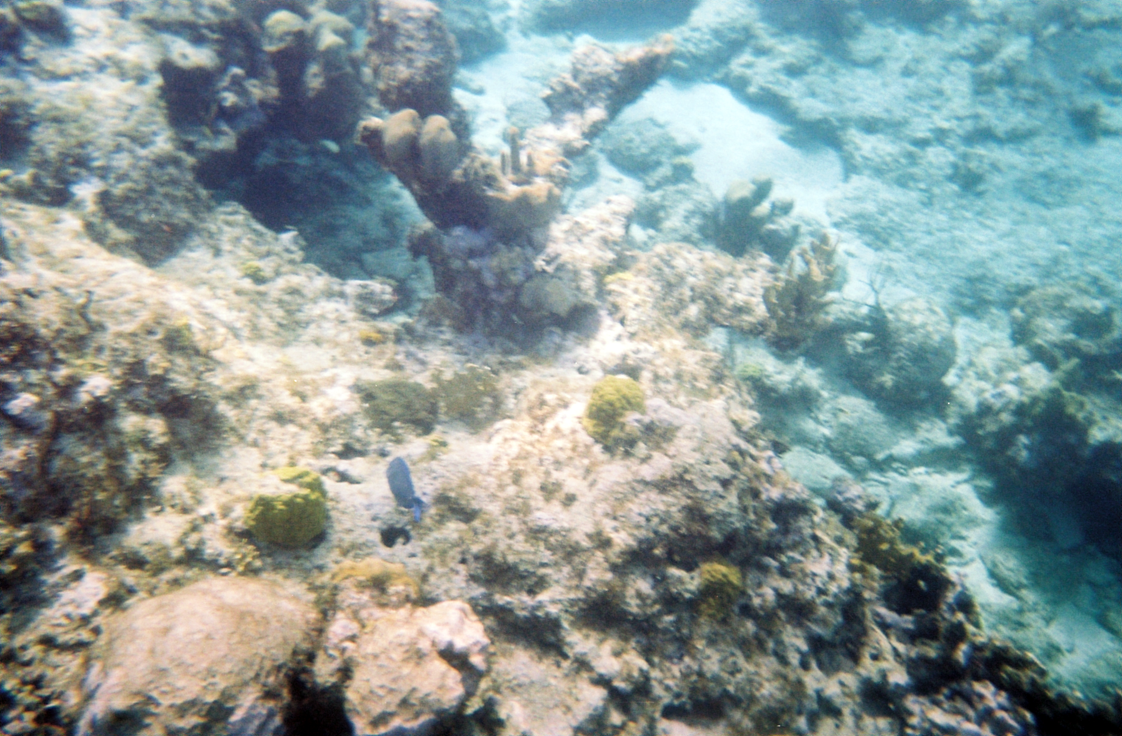 When you forget the GoPro at home and have to rely on a waterproof disposable
