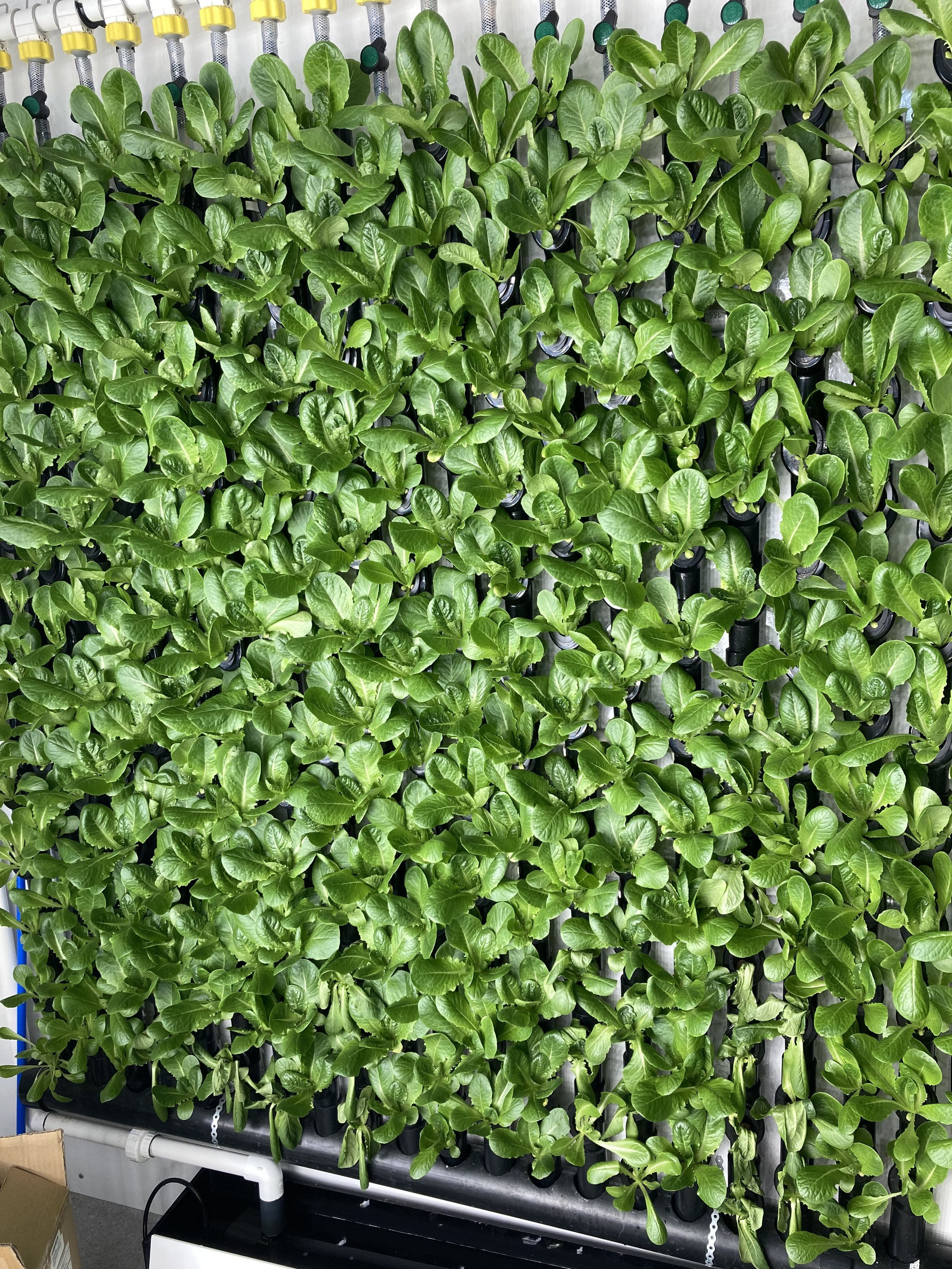 68970451499__3E8F9628-2B9F-411A-8E5C-D3C8ABA35DDE 2.jpeg