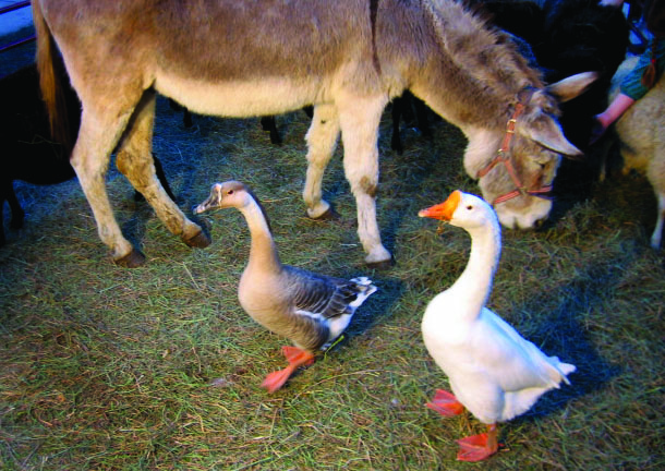 1.99 Donkey with geese.JPG