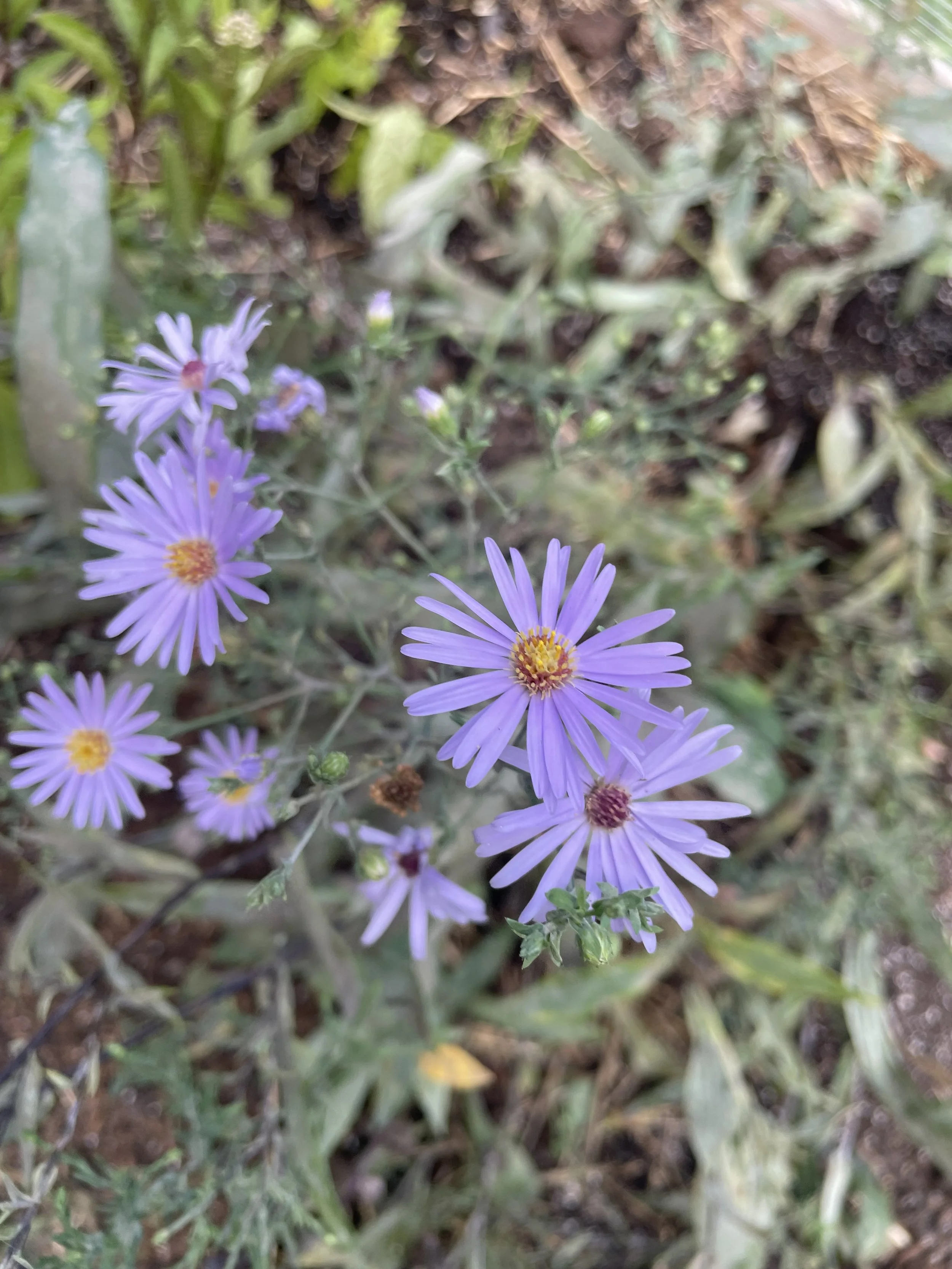 IMG_2494.jpeg
