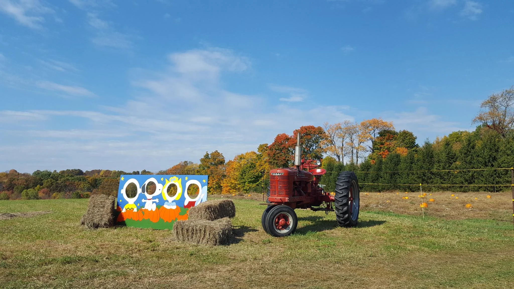 Pumpkin Patch