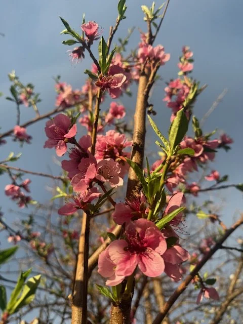 What the Peach Tree Knows