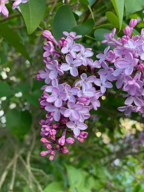 While There Are Still Blossoms