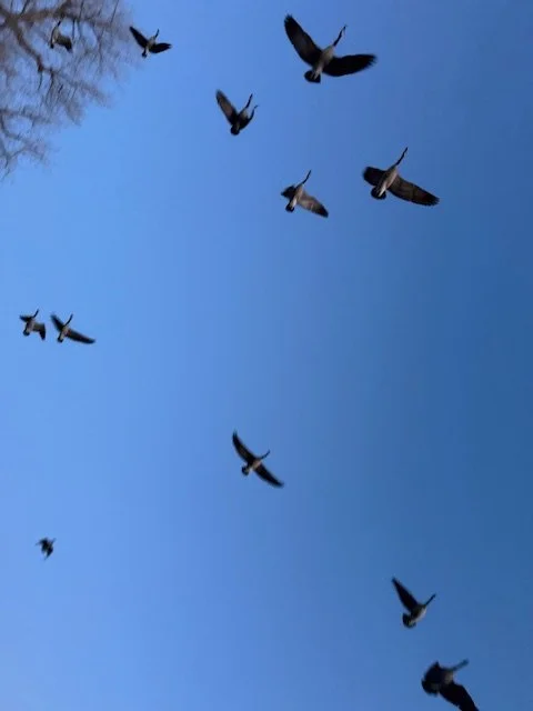 Walking Backwards Toward Myself