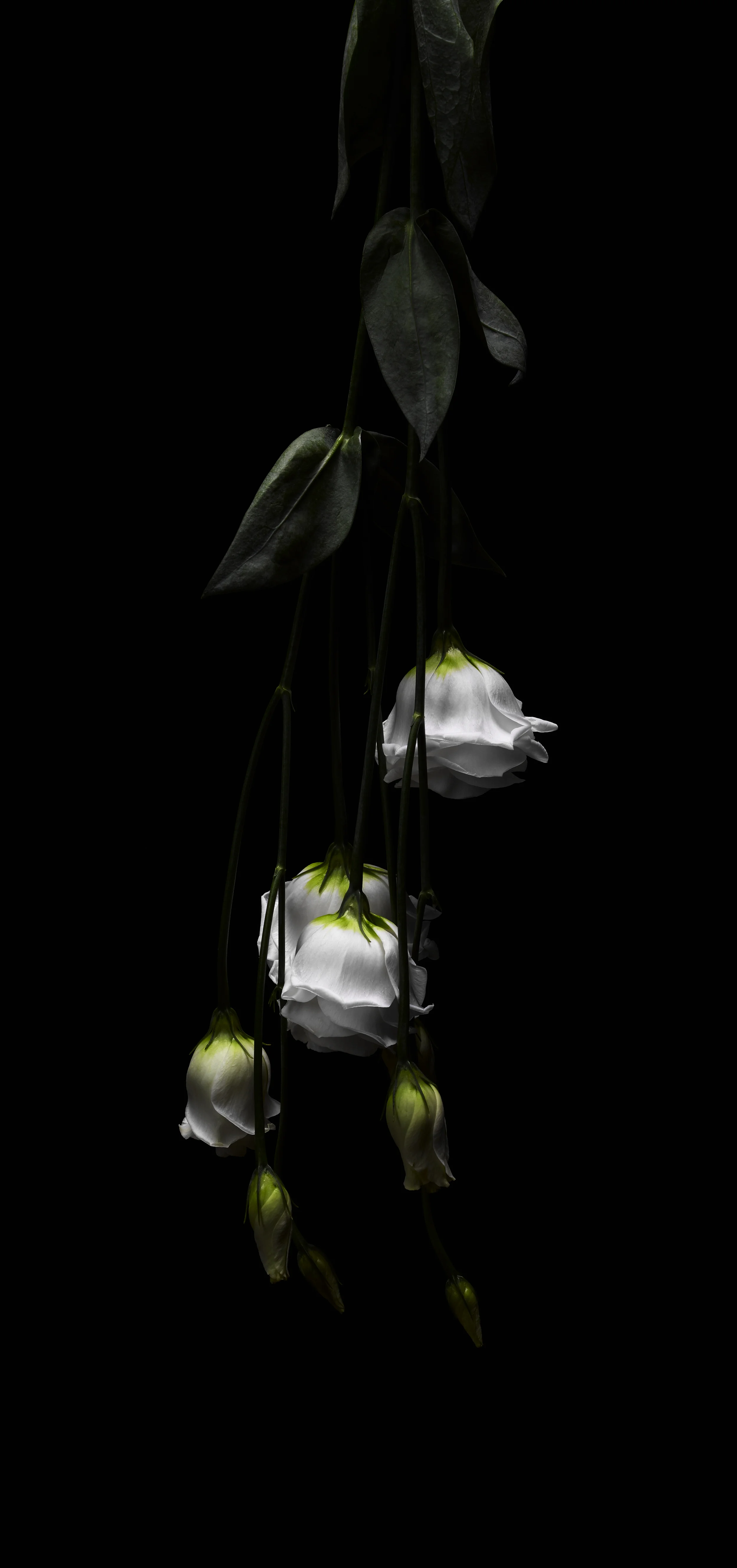 150226_WhiteFlower_20777.jpg