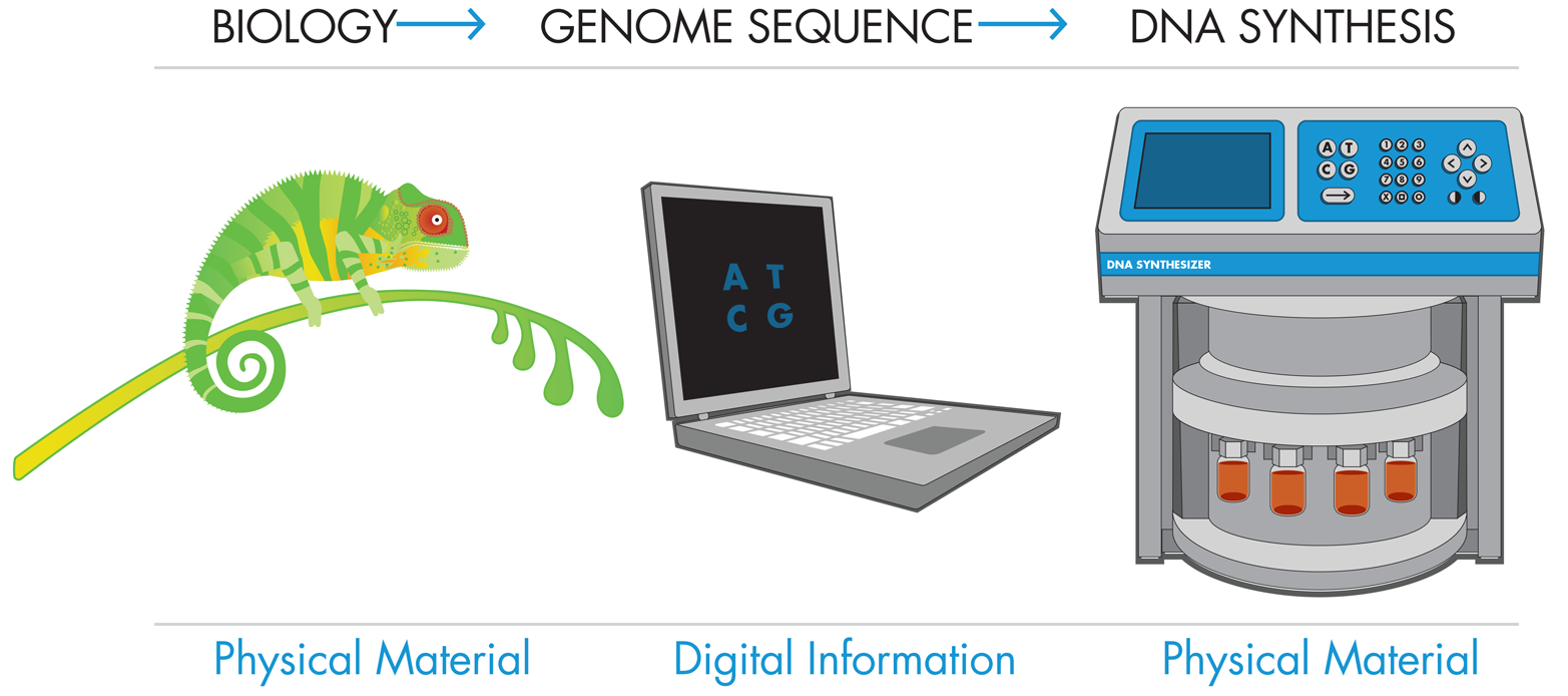 A basic diagram from "Fundamentals of Synthetic Biology", breaking down the general steps involved in synthesizing DNA. 