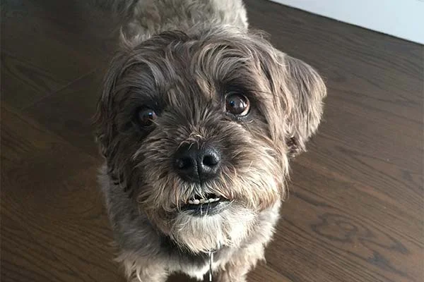 Dixie
