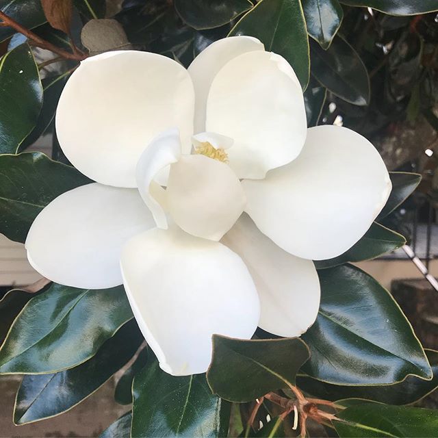 Perfect elegance from Magnolia Grandiflora. #neworleans #tblastweek #nola #flowers