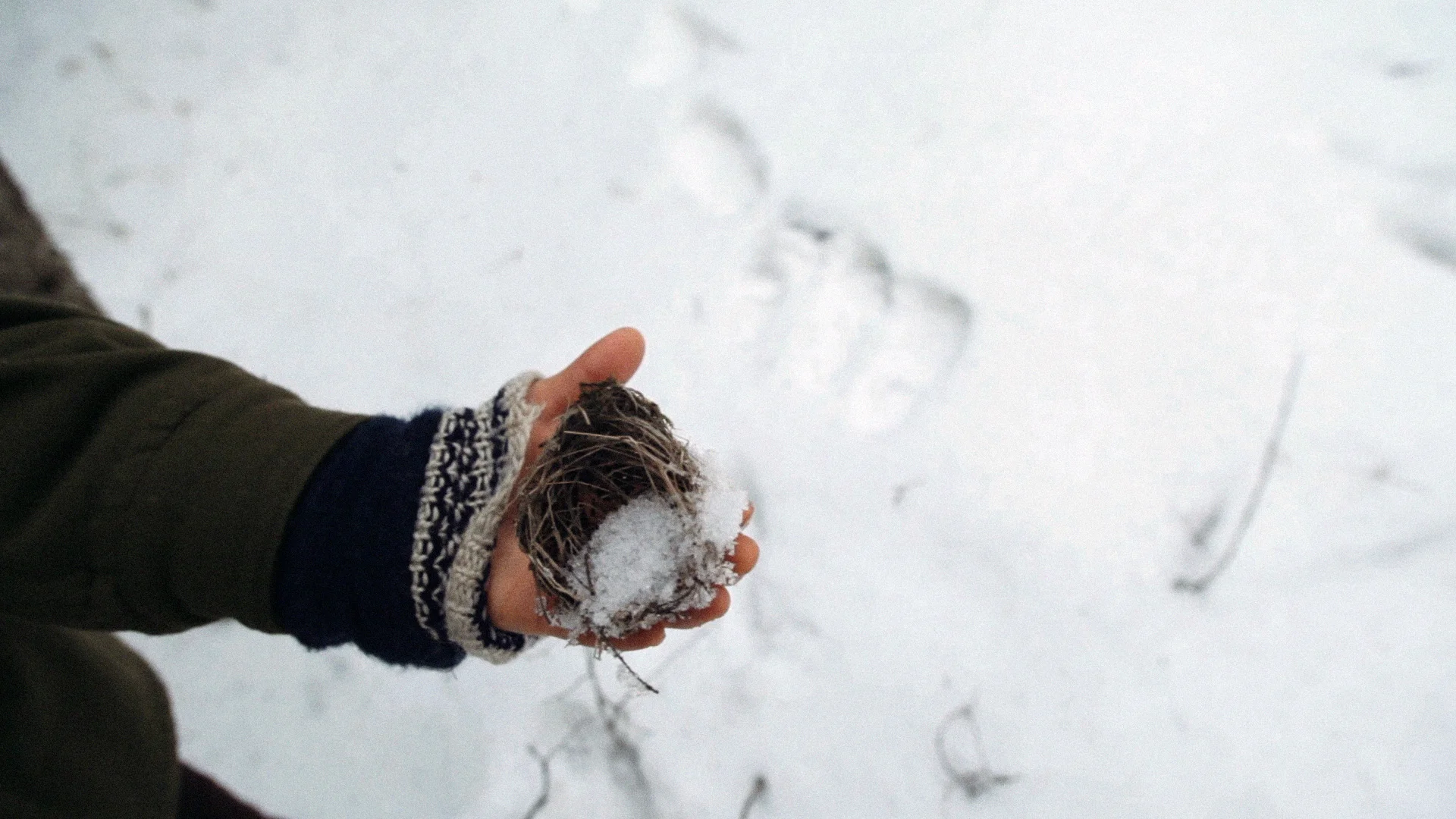 wolftracking_02.jpg