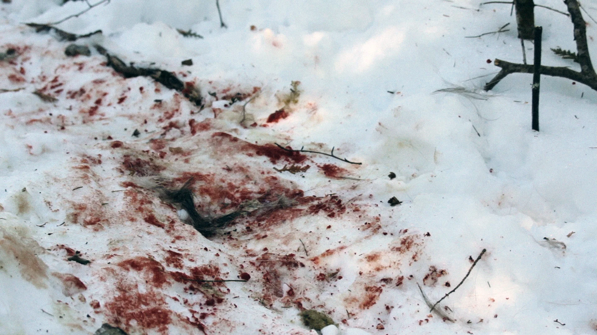 wolftracking_06.jpg