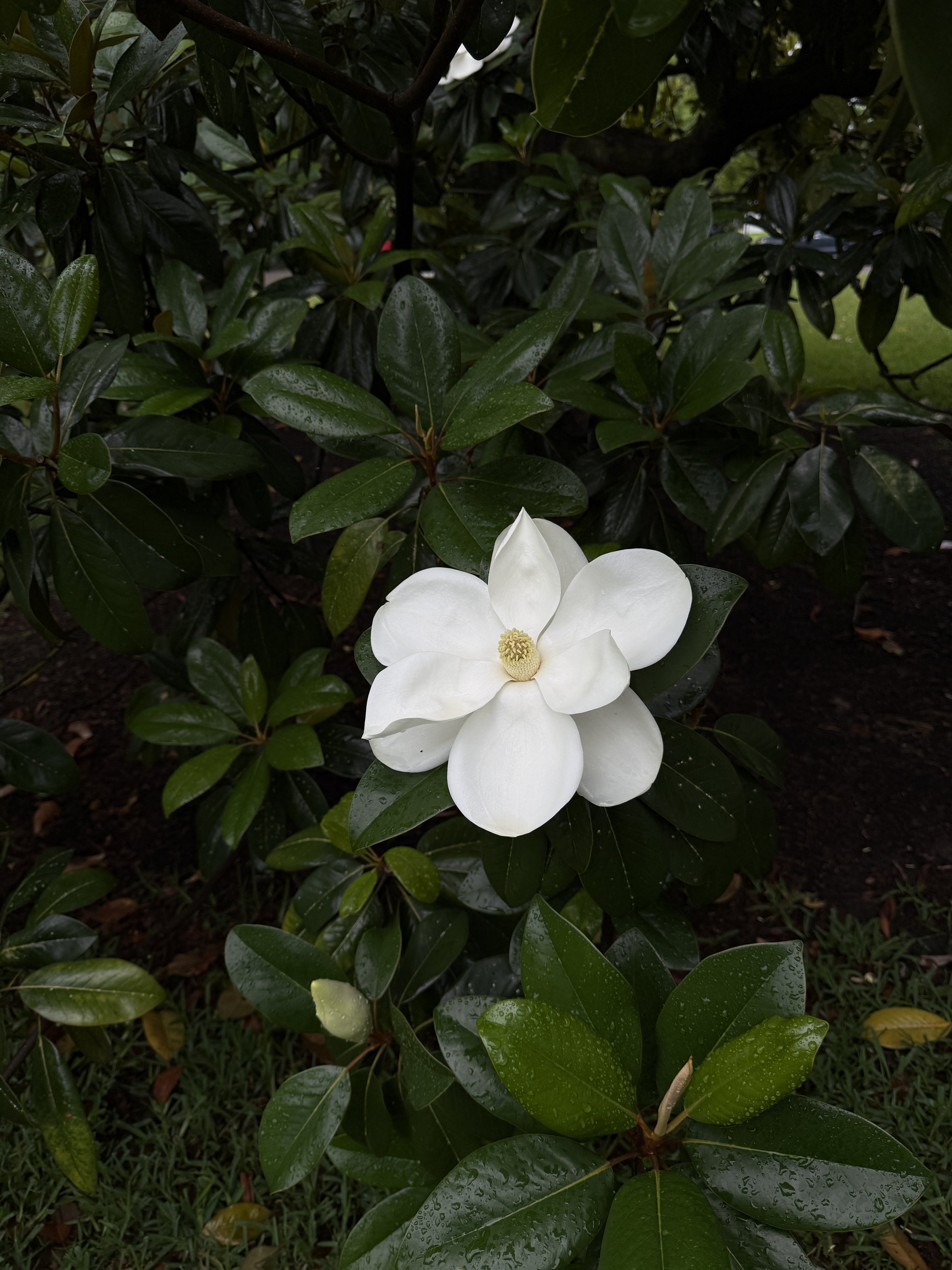 Drawing Magnolias