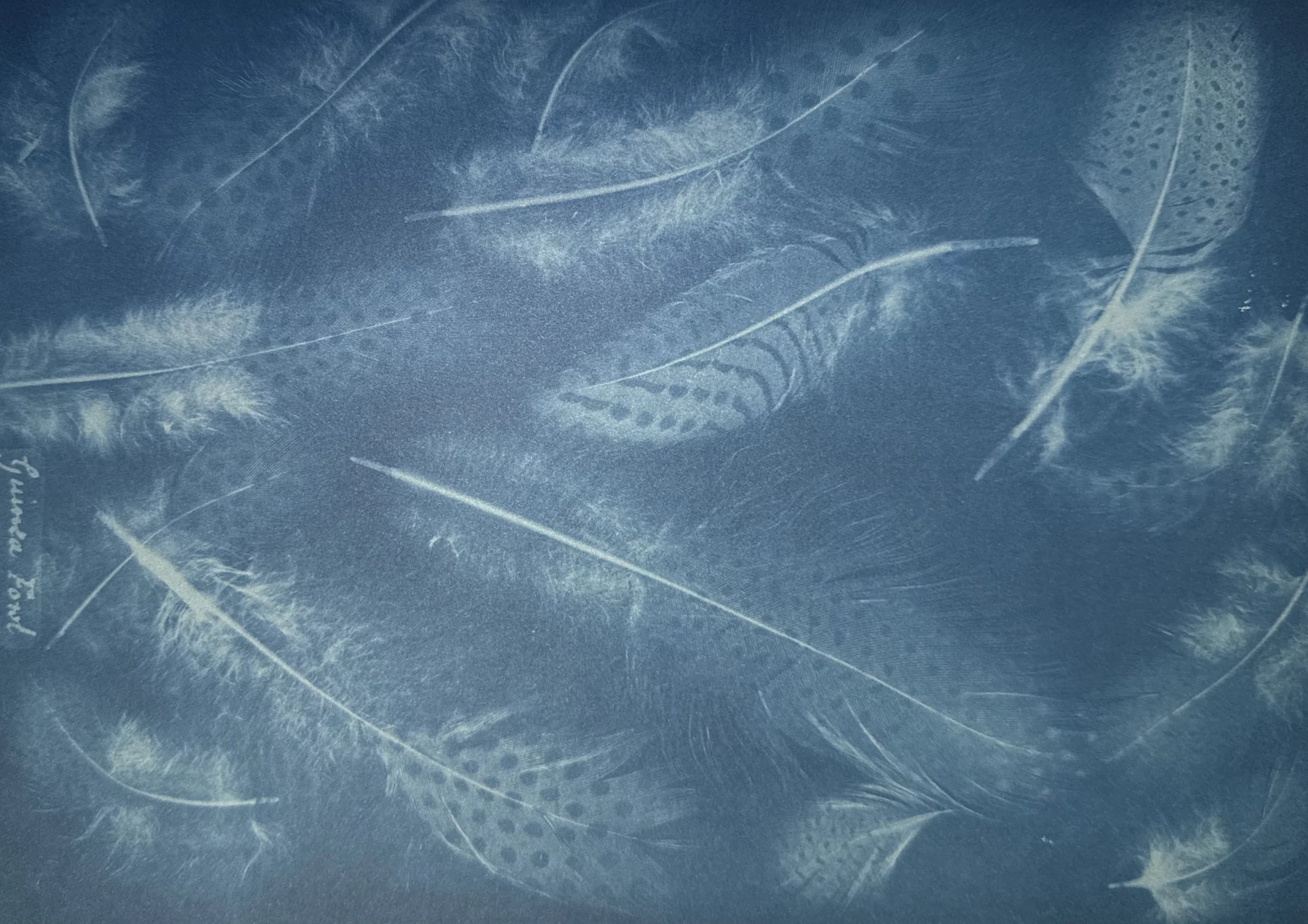 cyanotypes by anna atkins_Page_09_Image_0001.jpg