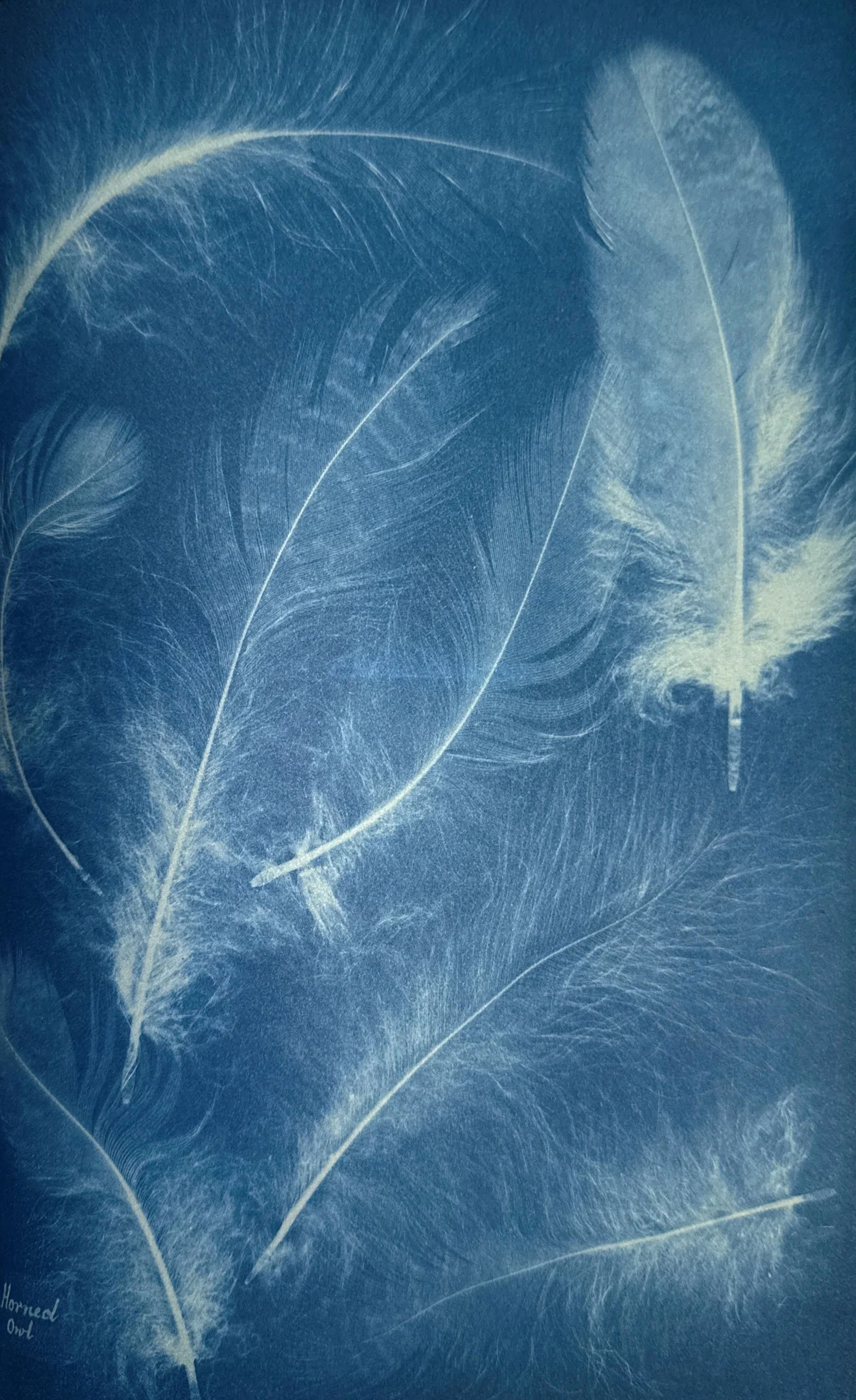 cyanotypes by anna atkins_Page_10_Image_0001.jpg