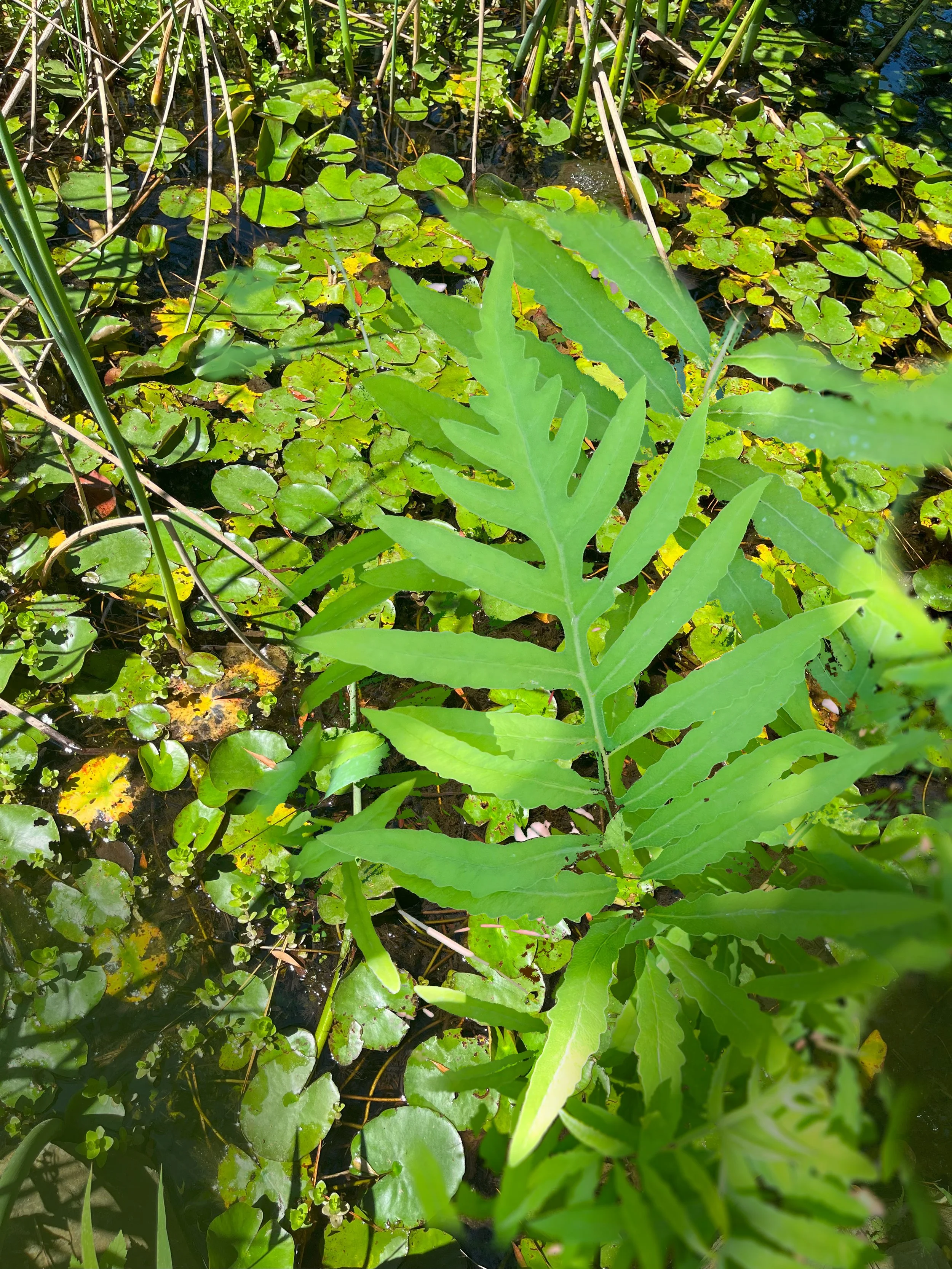fern and submerged aquatic lily.jpg