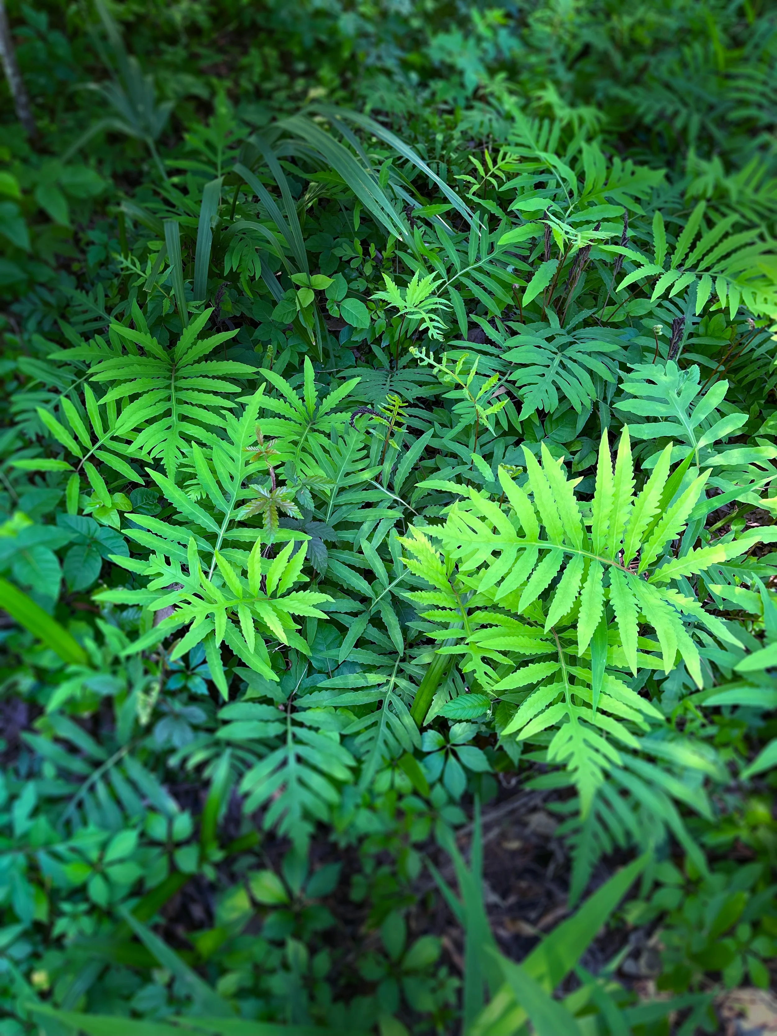 Onoclea ferns.jpg