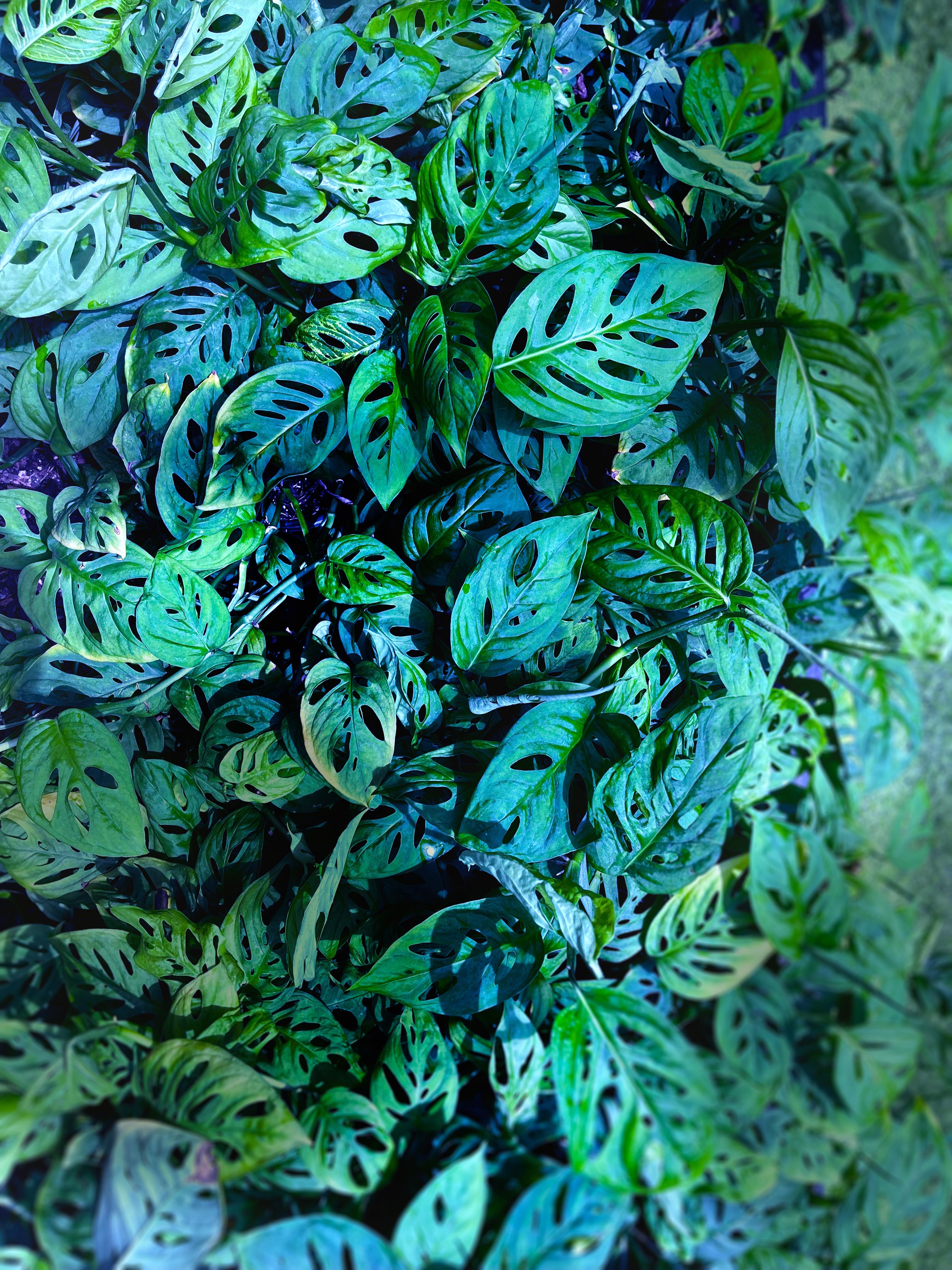 phillodendron aroid.jpg