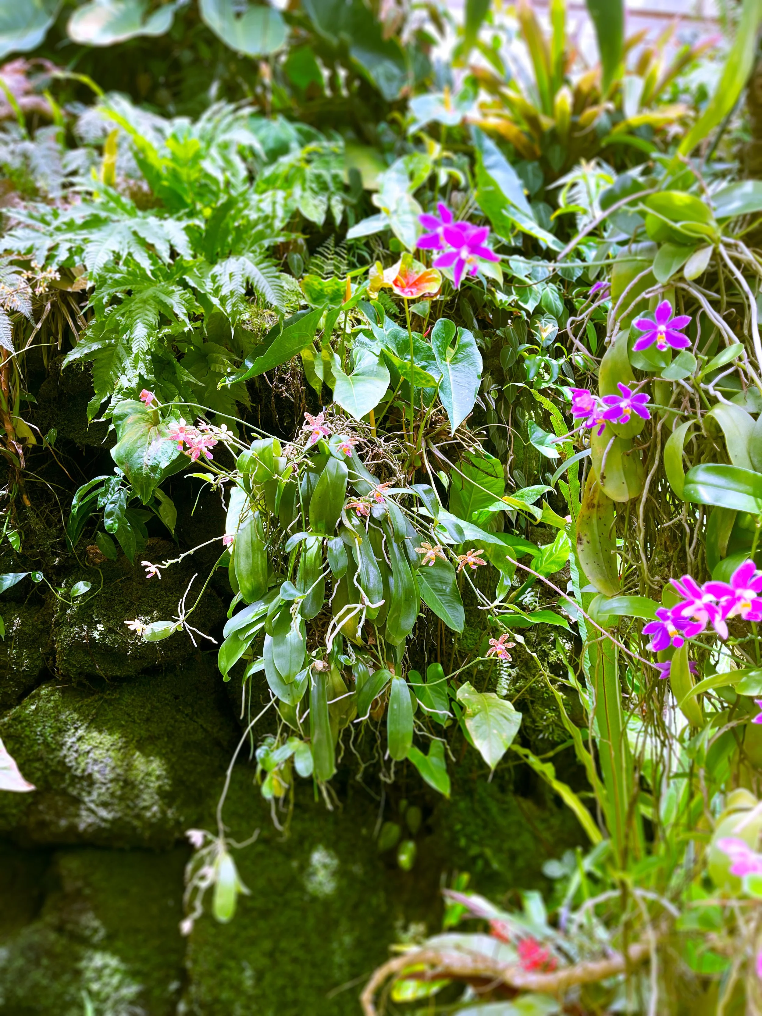 orchids and moss.jpg